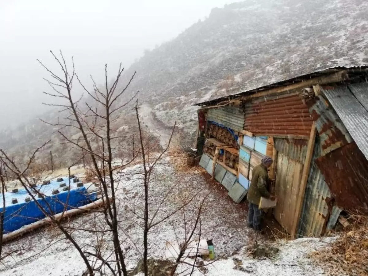 Bal arıları kış uykusuna yattı