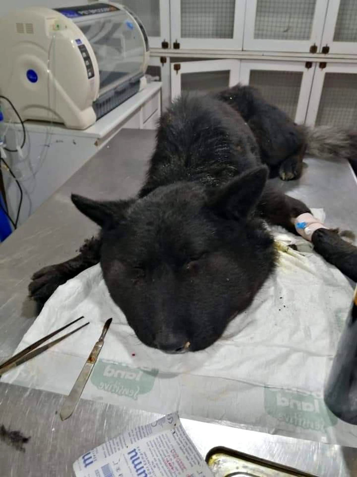 Boynuna lastik bağlanan köpek ölüme terk edildi