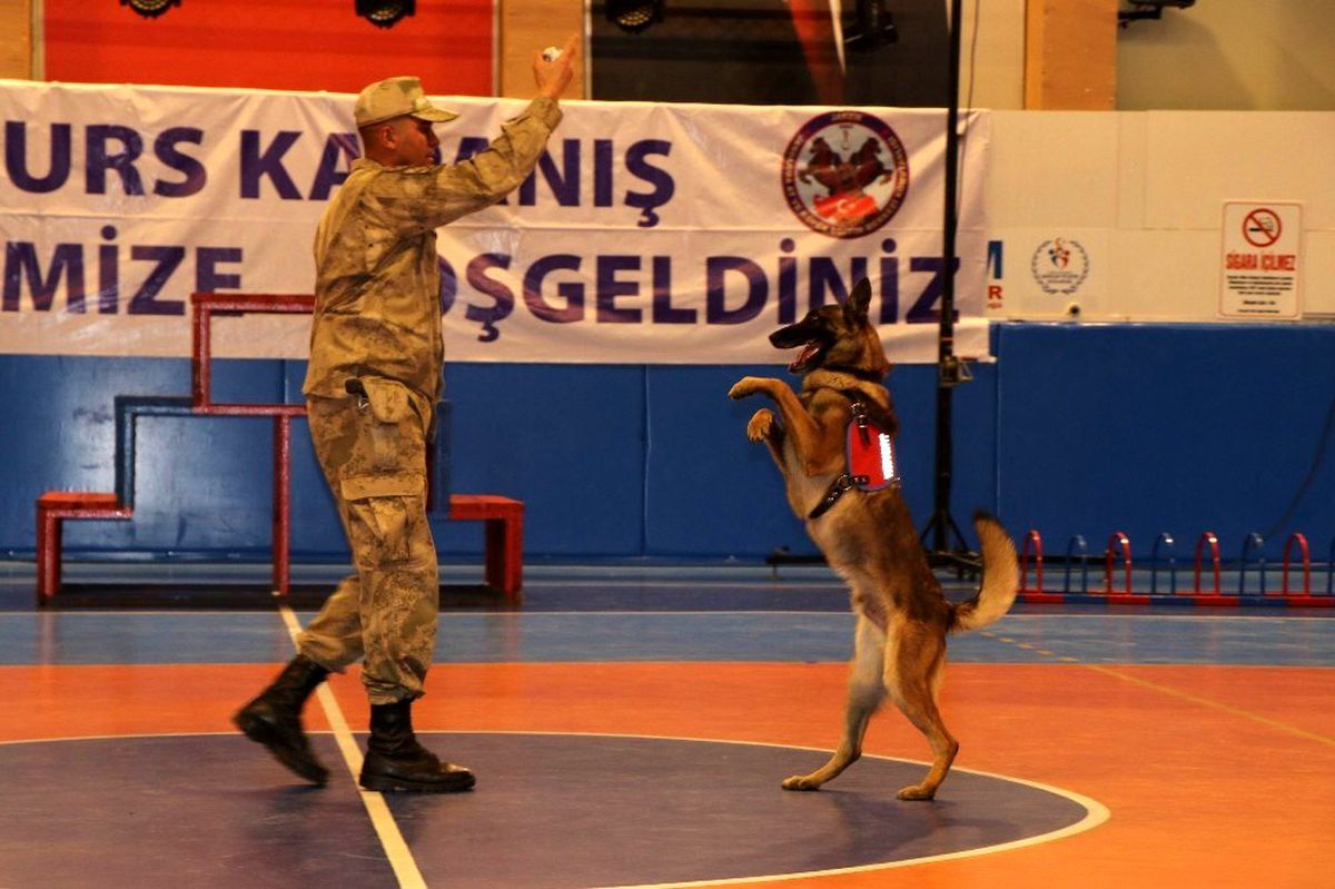 JAKEM\'de eğitimi tamamlayan 62 köpek 31 ilde göreve başlayacak