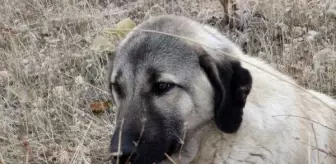 Ölen dişi köpeğin başında bekleyen erkek köpek sahiplenildi