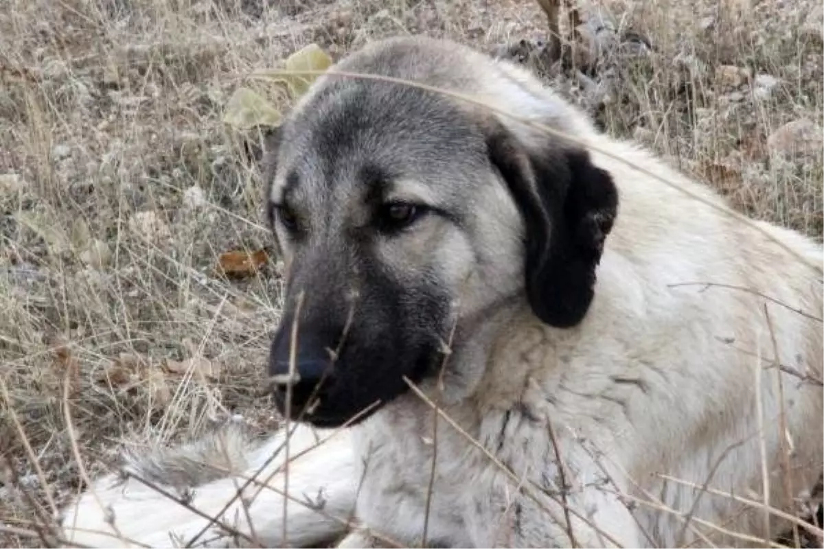 Ölen dişi köpeğin başında bekleyen erkek köpek sahiplenildi