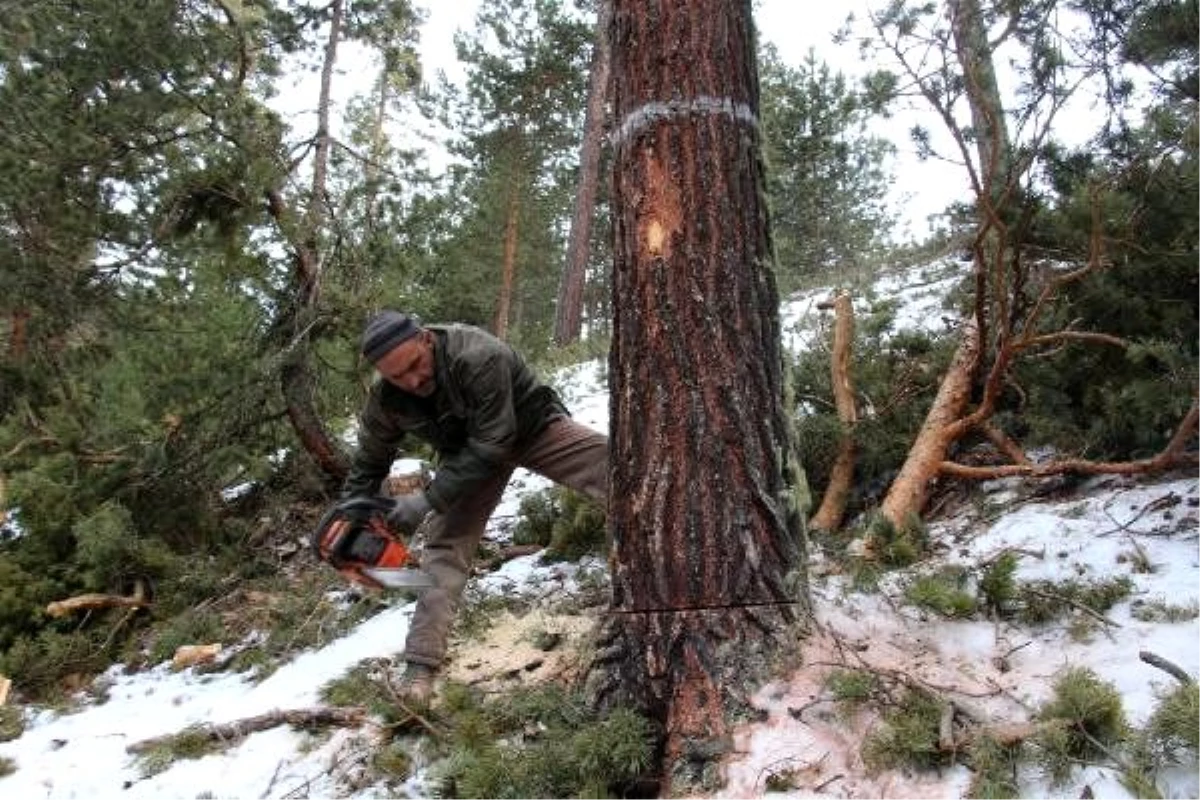 Orman işçilerinin kış mevsiminde zorlu mesaisi