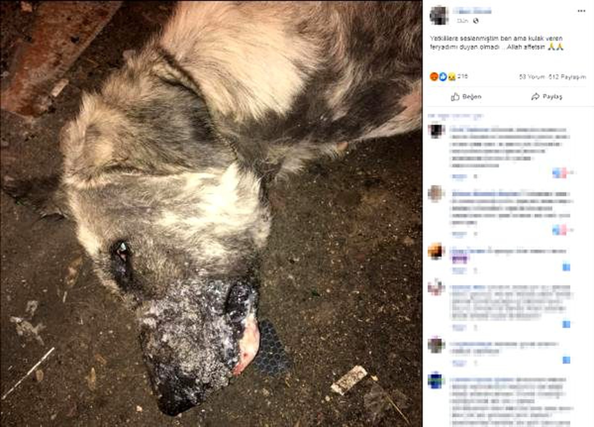 Sosyal medyada \'öldürülmüş köpek\' paylaşımına tepki