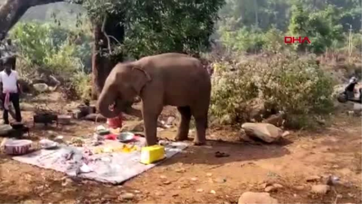 Hindistan\'da yemek kokusu alan fil, piknik alanına koştu? o anlar kamerada