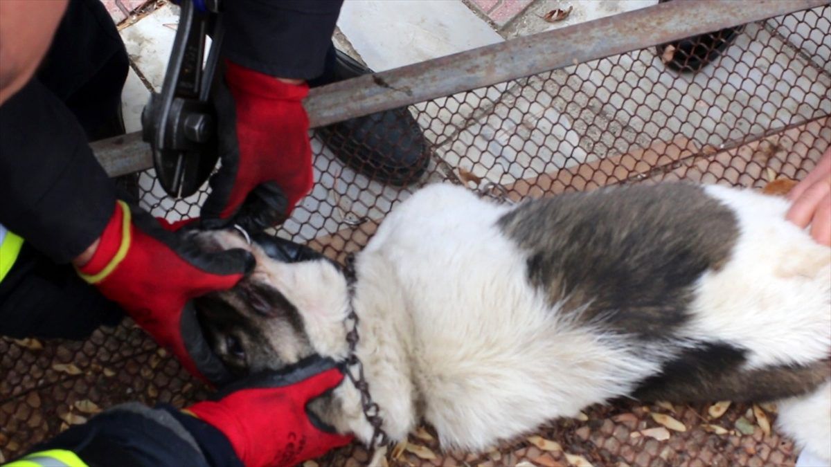 İtfaiye ekipleri kafasına zincir dolanan köpek için seferber oldu