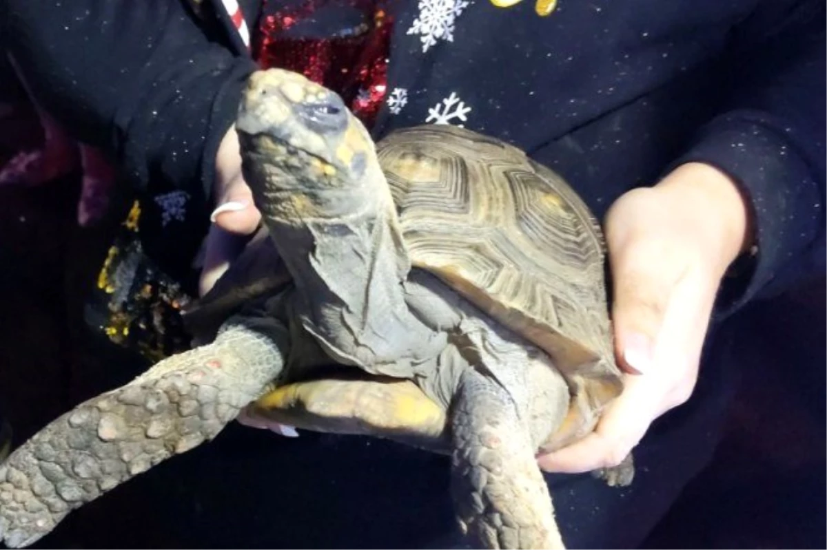 Suratından Belli! Noel Kutlamasına Götürülmeyen Kaplumbağa Evi Yaktı