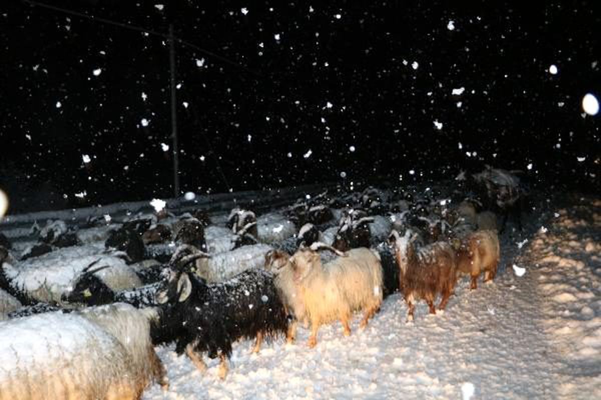 Yüksekova\'da besiciler tipiye yakalandı