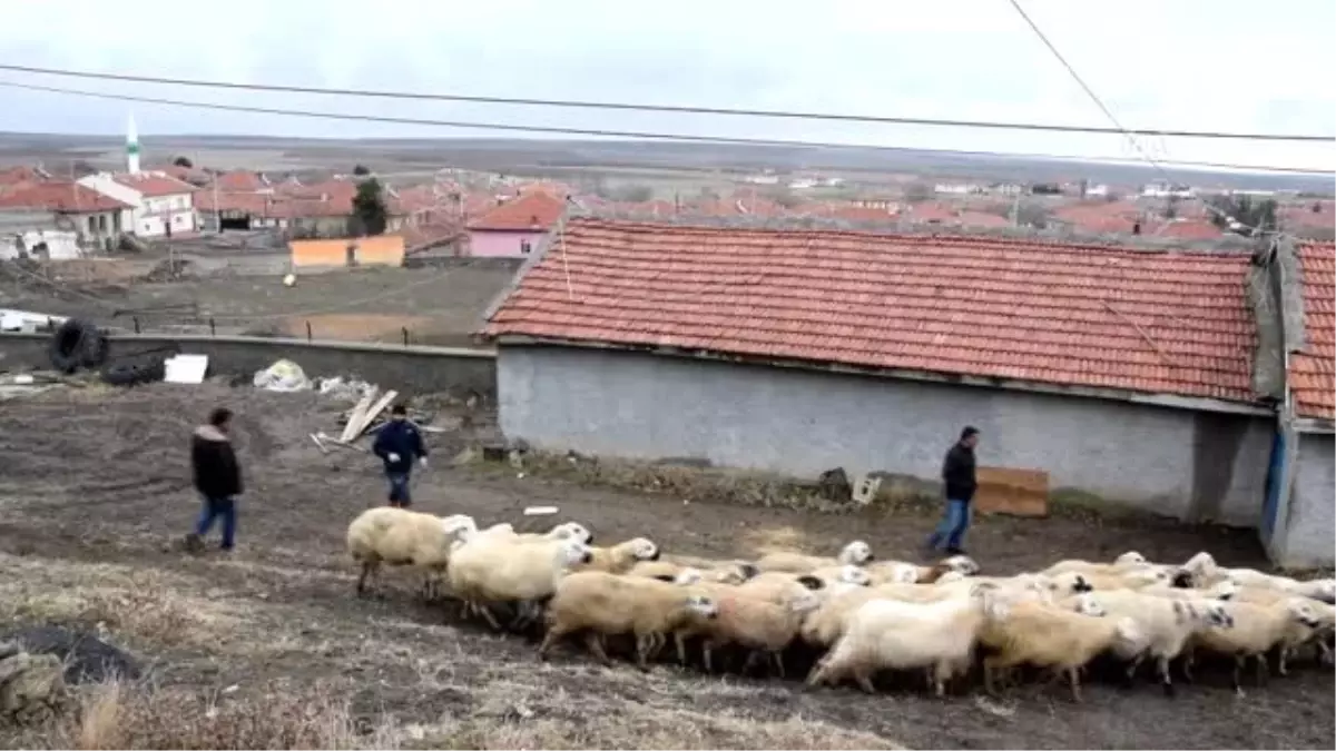 Ahır yangınında 240 hayvanı telef olan üreticiye yardım eli