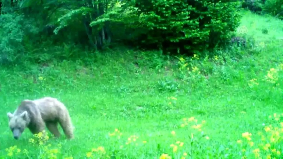Artvin zengin yaban hayatıyla bilim insanlarını cezbediyor