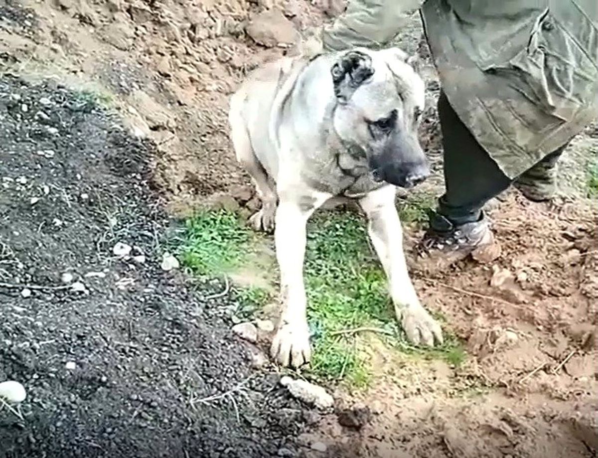Hatay\'da köpeğin zehirlenerek öldürülmesine soruşturma