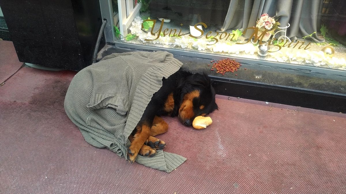 Kaldırımda yatan köpeği soğuktan korumak için üzerine hırka örttüler