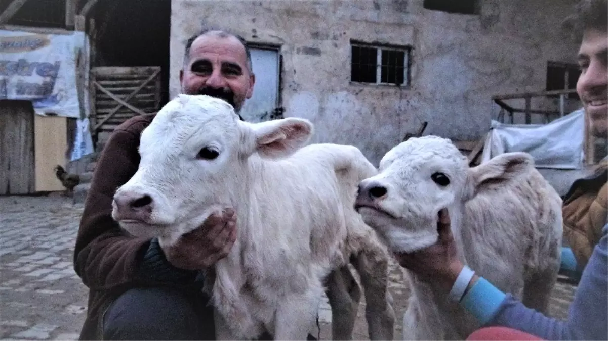 Tokatlı besicinin ikiz buzağı sevinci