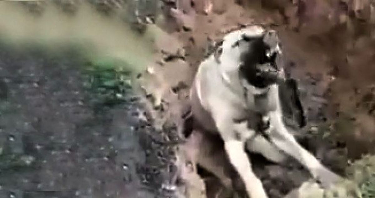 Türkiye\'yi ayağa kaldıran görüntü! Zehirlenip çukura atılan köpek can çekişerek öldü