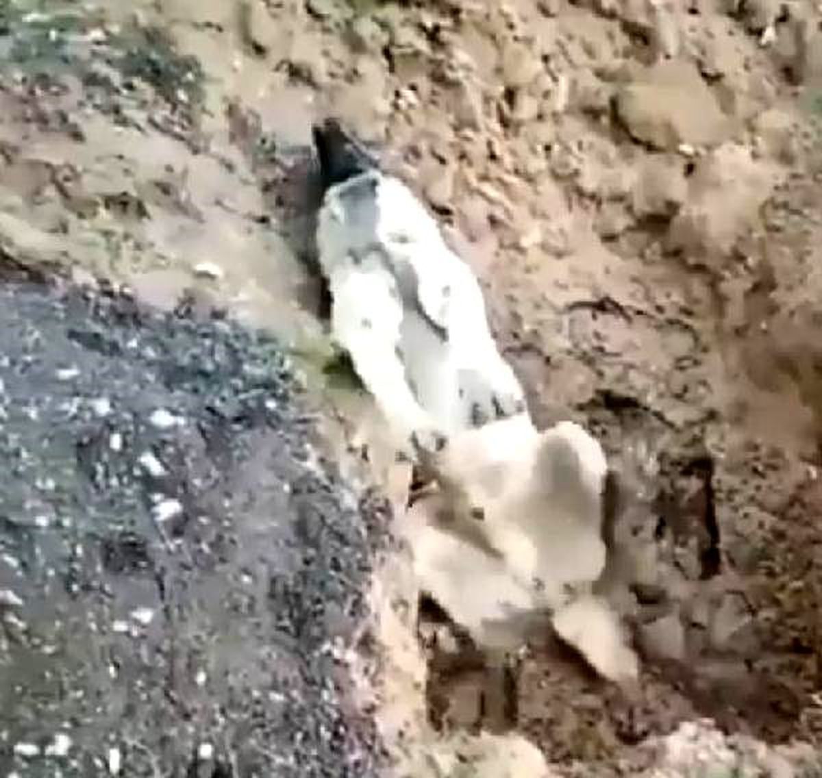 Zehirlendiği öne sürülen köpeğin görüntüleri, tepki çekti