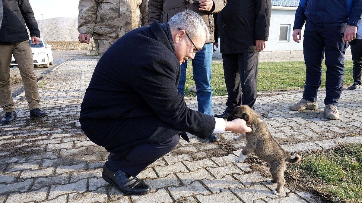 Donmak üzere olan yavru köpekleri jandarma kurtardı