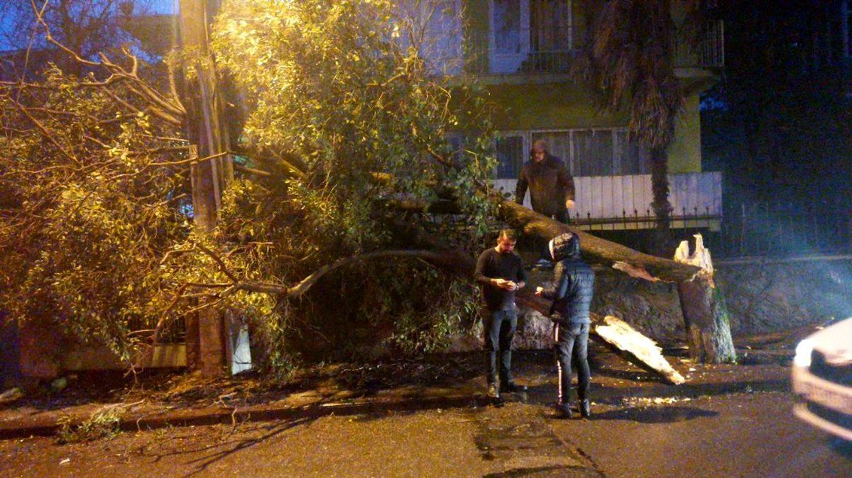 Gebze\'de aşırı rüzgar ağaç devirdi