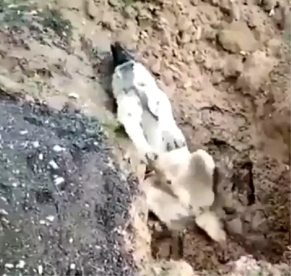 Hatay\'da zehirlendiği öne sürülen köpeğin sahibi serbest kaldı