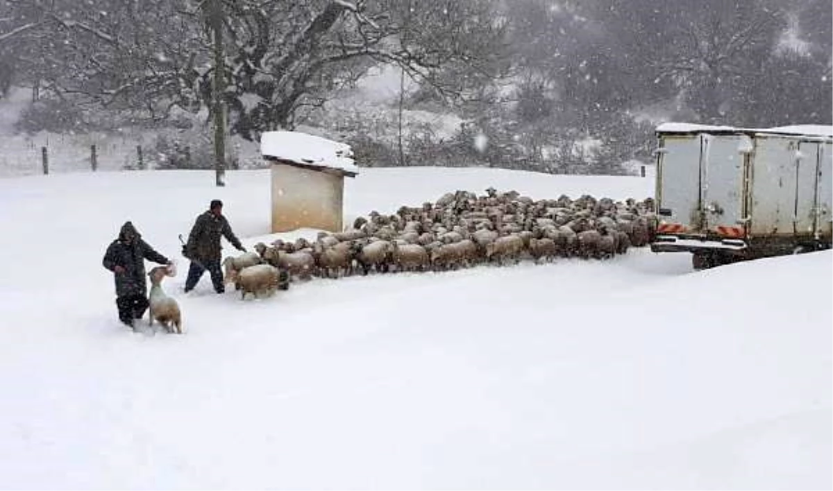 Kar ve tipi nedeniyle koyun sürüsüyle yaylada mahsur kaldılar