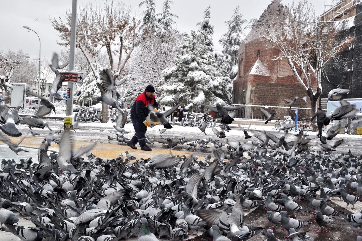 Karatay Belediyesi\'nden sokak hayvanlarına şefkat eli