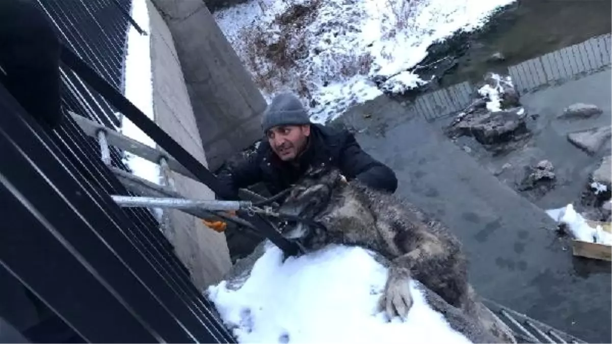 Kars Çayı\'na düşen köpeği kurtarma seferberliği