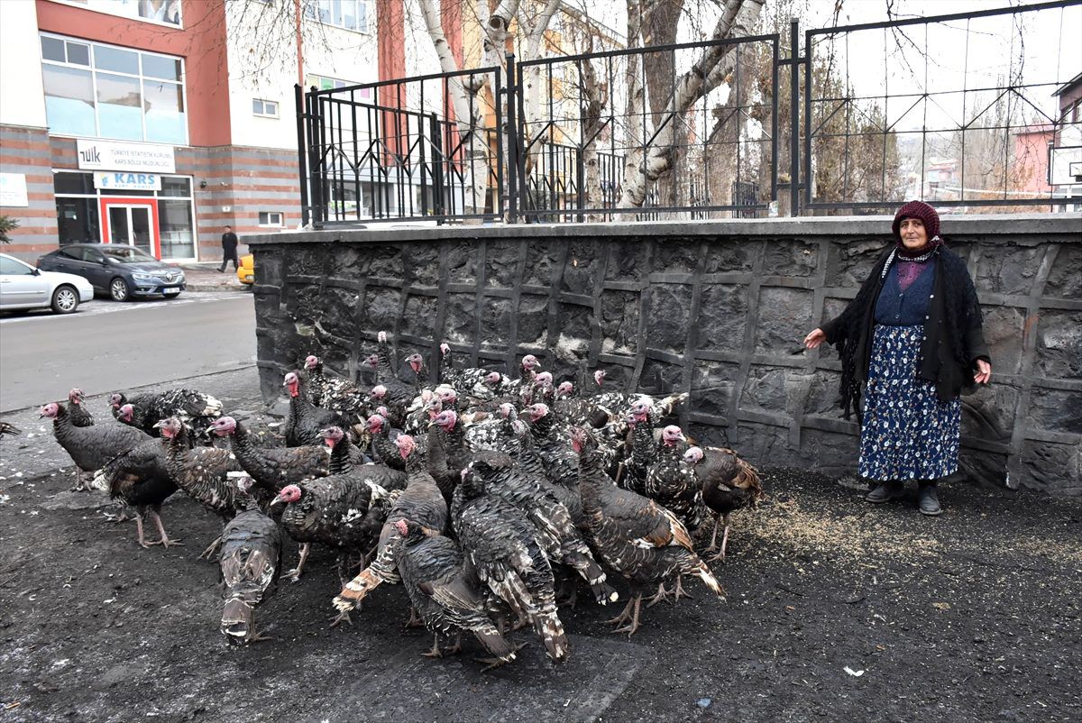 Kars\'ta yılbaşı hindileri satışa sunuldu