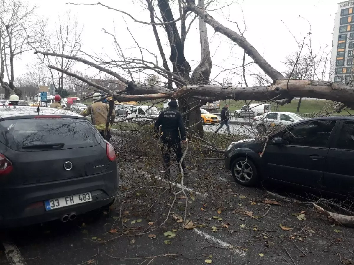 Şişli\'de çınar ağacı 4 aracın üzerine böyle devrildi