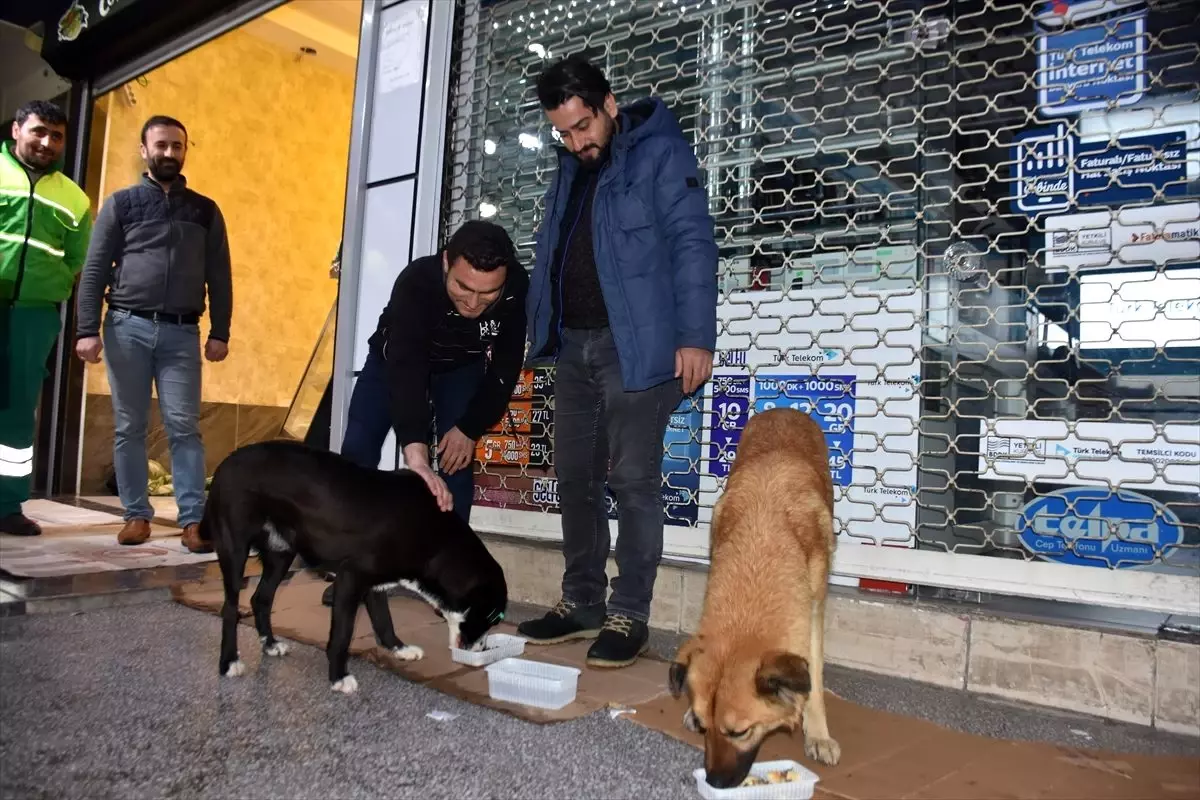 Üşüyen köpekleri ısıtıp karınlarını doyurdular