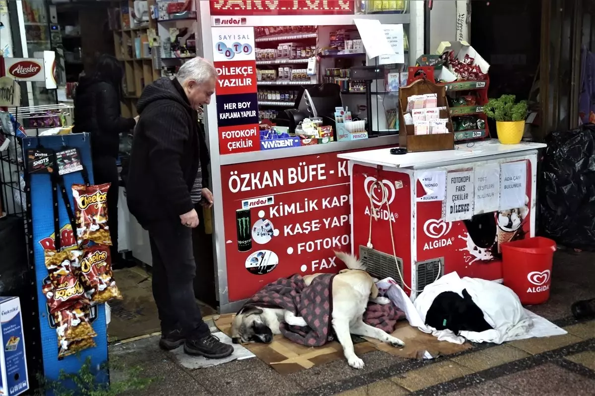 Yağmur ve soğuktan etkilenen üç köpeği battaniyeyle ısıttılar