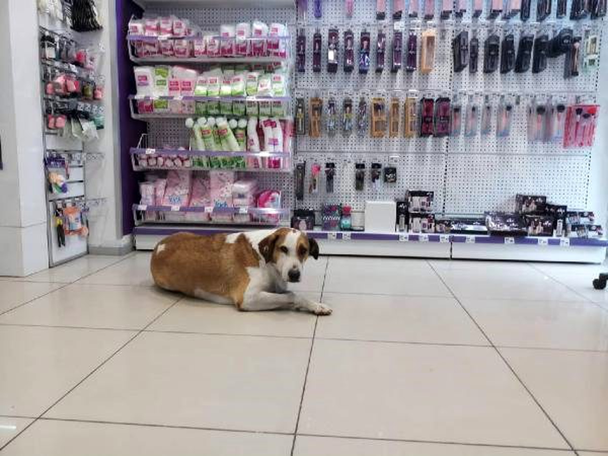 Yağmurda ıslanan köpek mağazaya alındı