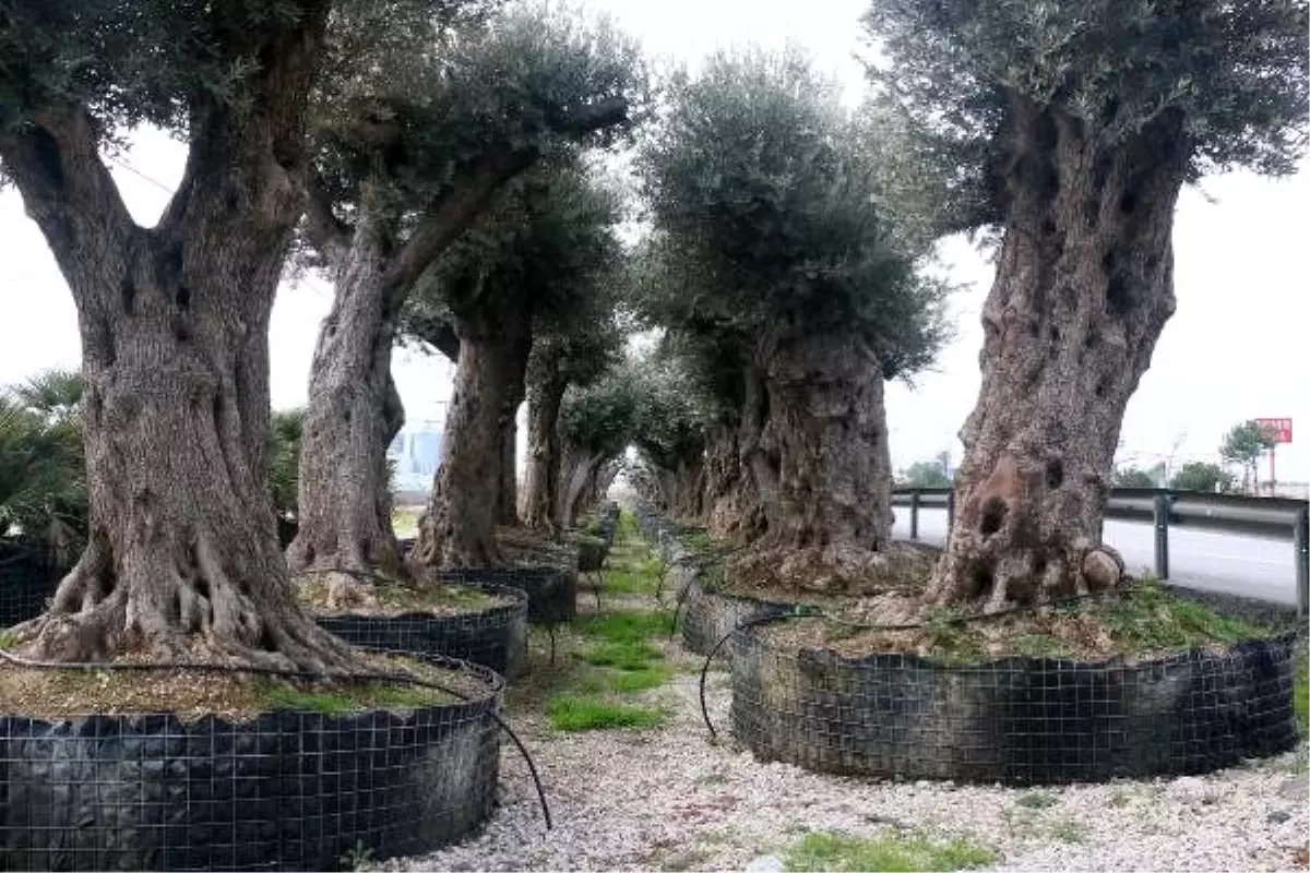 Yakacak olmaktan kurtardığı zeytin ağaçları gelir kapısı oldu