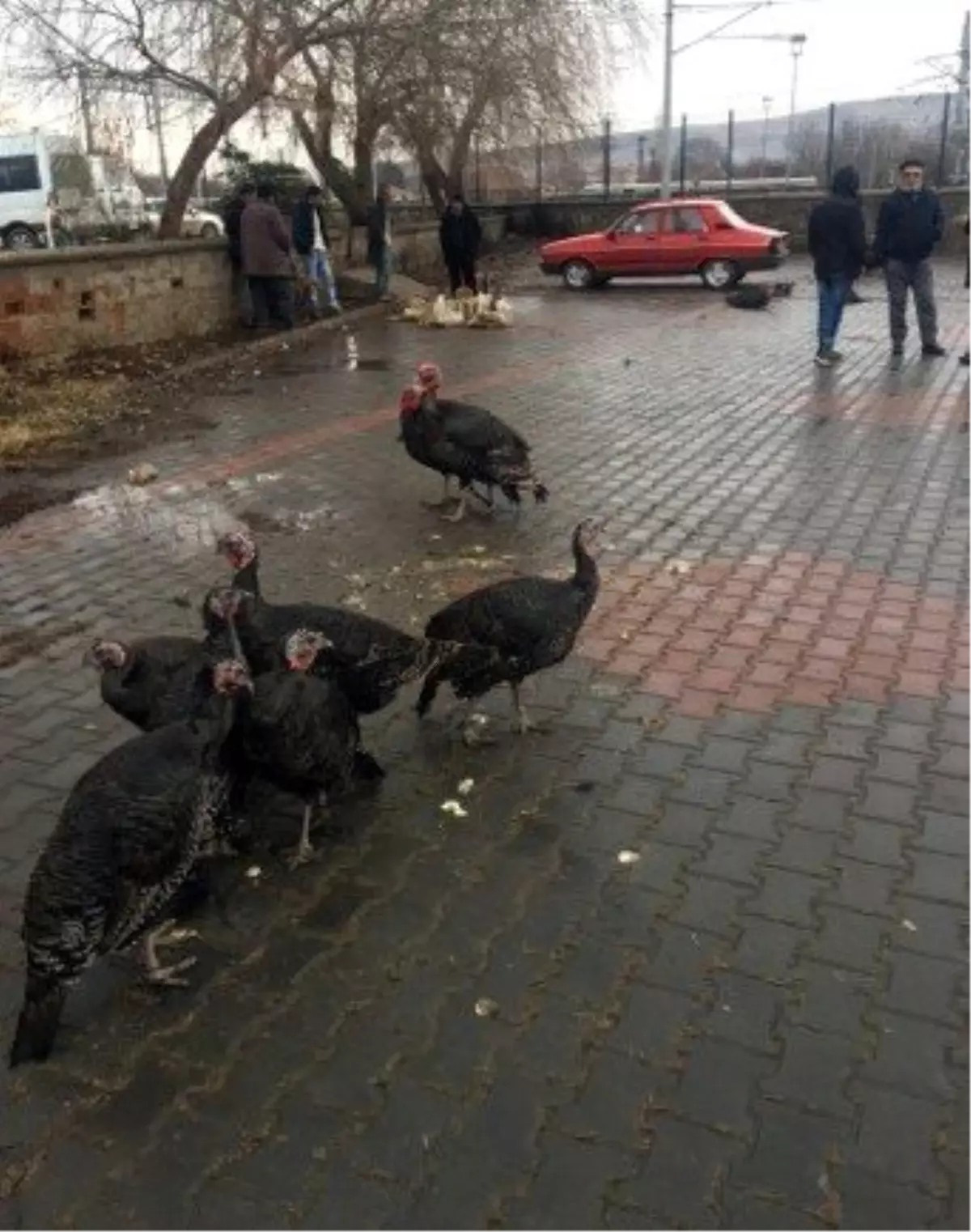 Yılbaşı hindileri pazarda yerini aldı