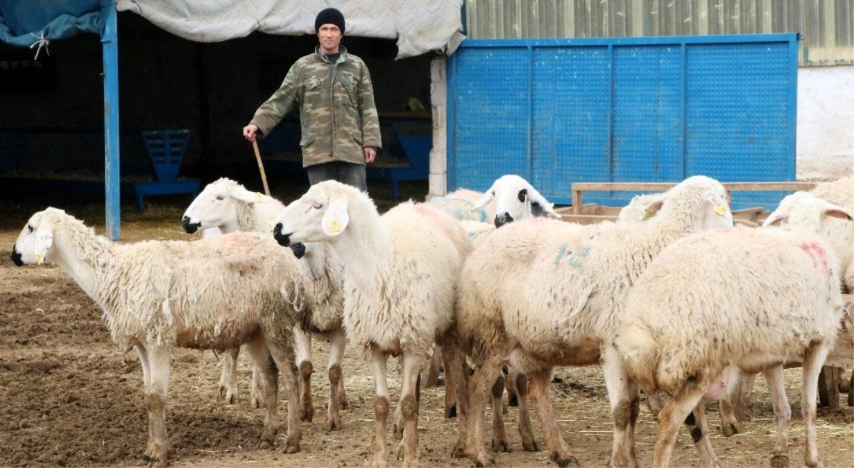 Aksaray\'da çobanlara 2 milyon TL destek ödemesi yapılacak