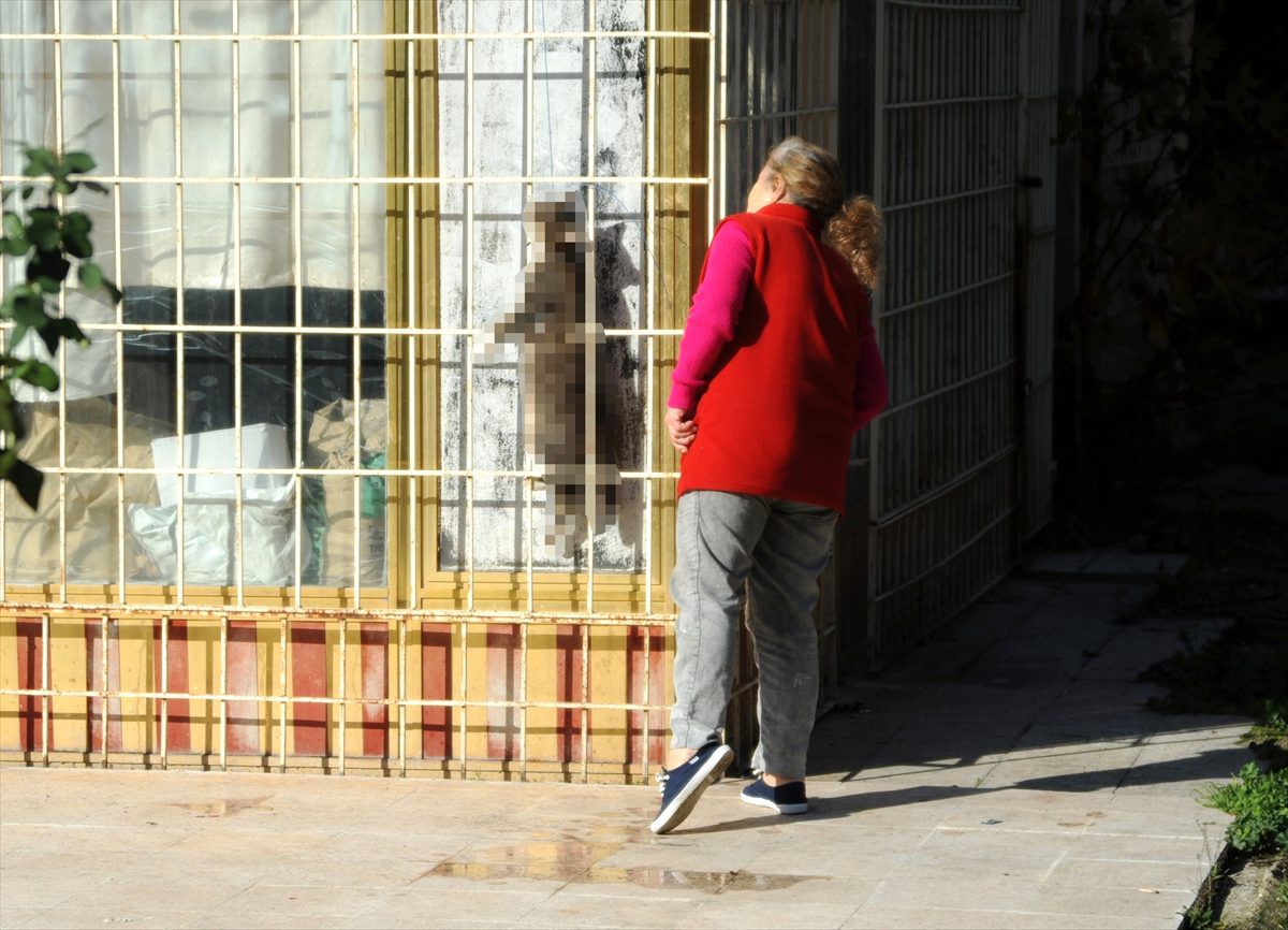 Antalya\'da bir kedi boynundan asılmış olarak bulundu
