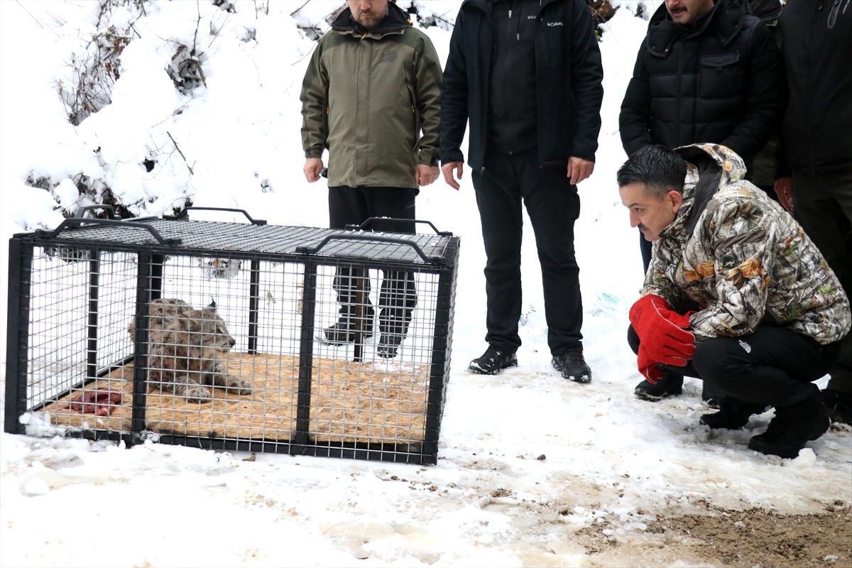 Bakan Pakdemirli, Abant\'ta vaşak ile 3 şahini doğaya bıraktı