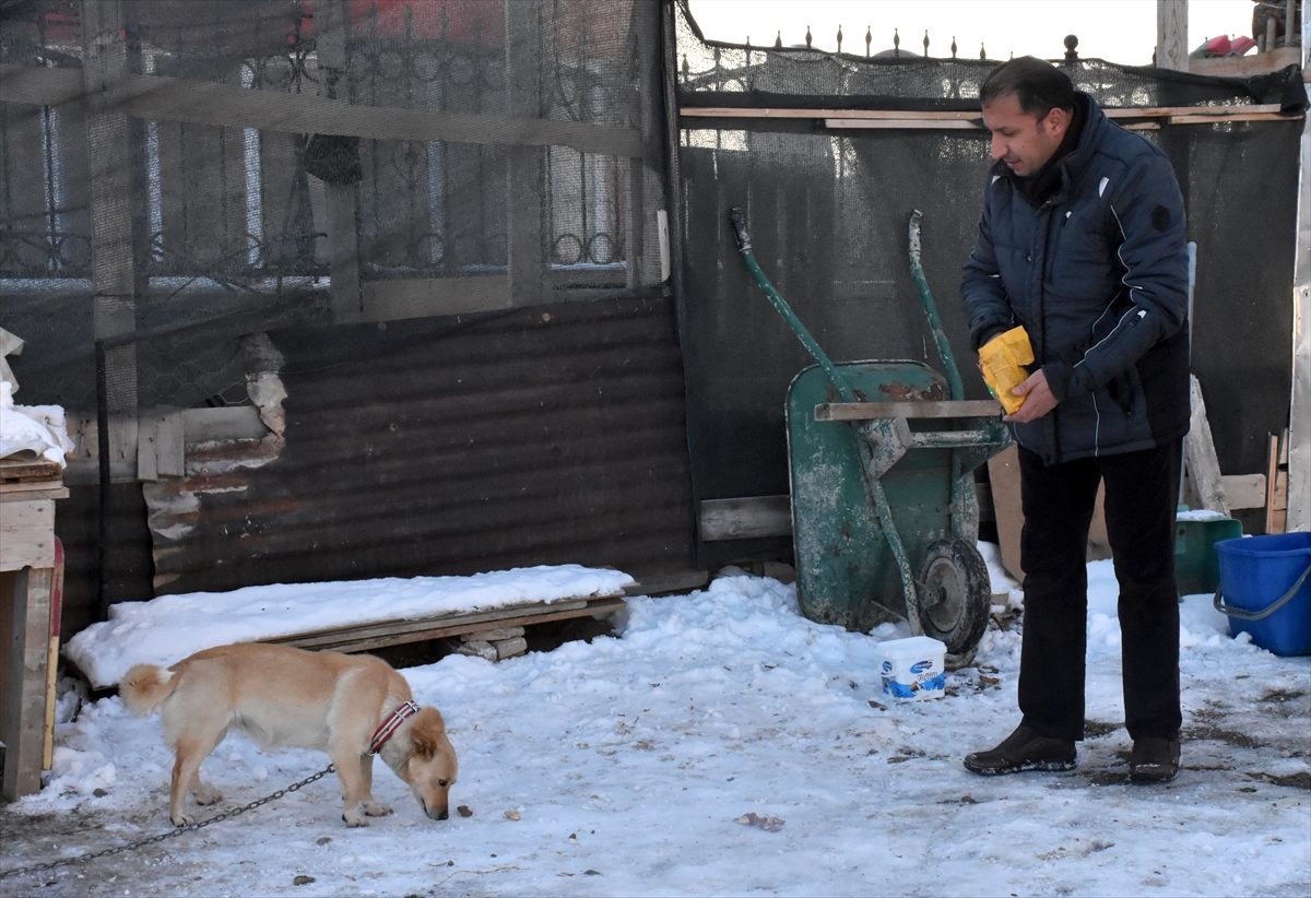 Erzurum\'da şikayet üzerine barınağa götürülen köpekler Belediye Başkanı\'nın desteğiyle yuvalarına...
