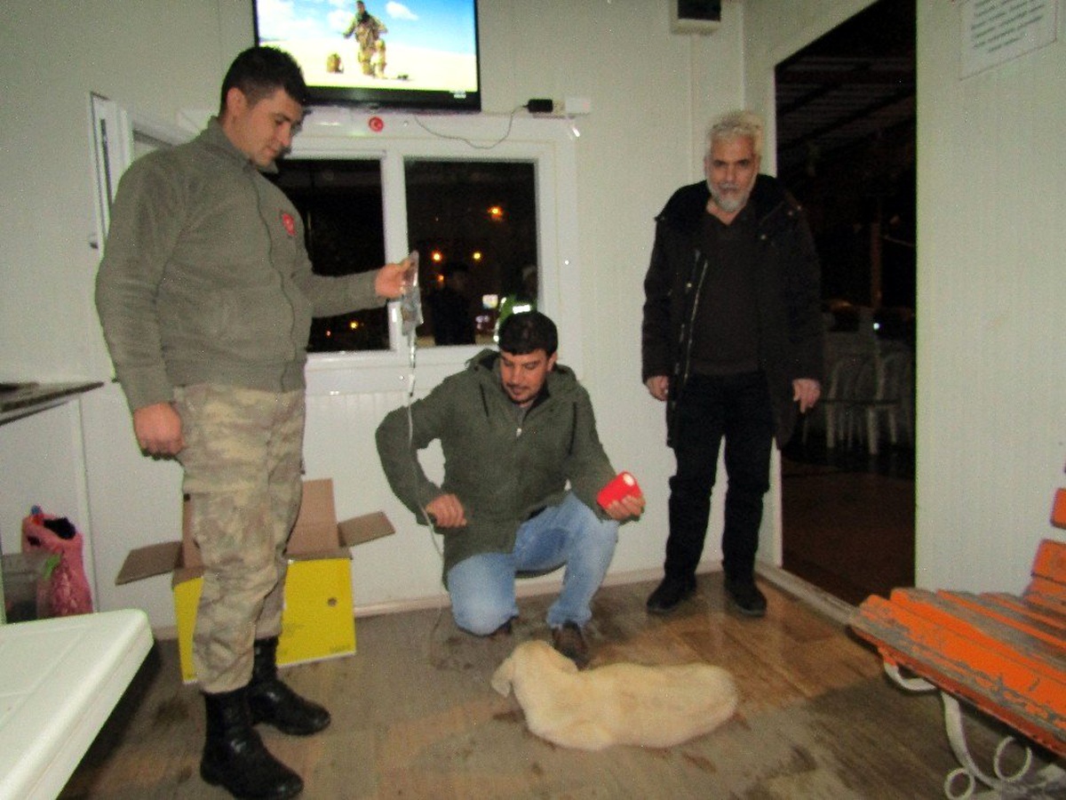 Hasta köpeğe güvenlik güçleri bakıyor