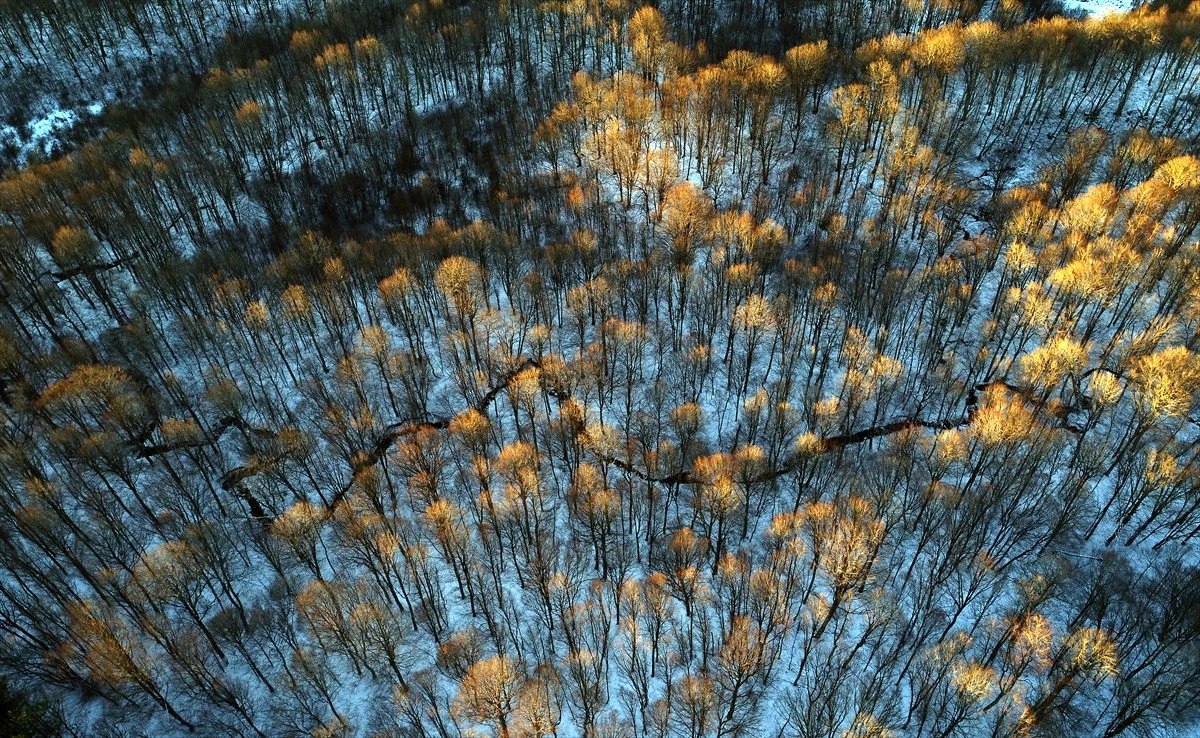 Istranca ormanlarında kış güzelliği