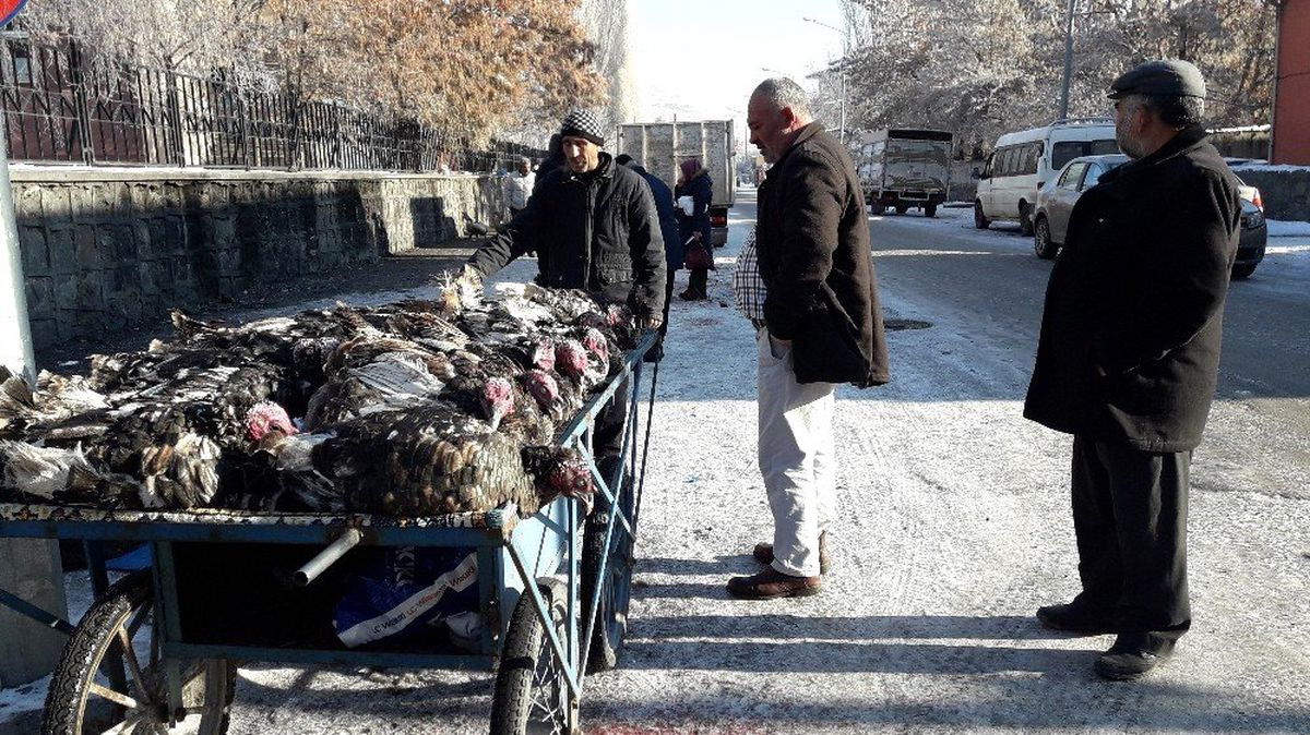 Kars\'ta, Yılbaşı Hindileri el yakıyor