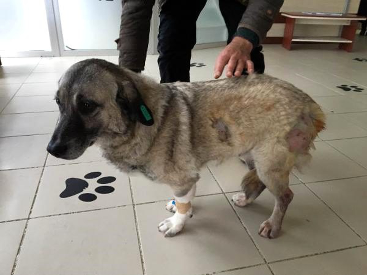 Komşusunun köpeğini av tüfeğiyle vurdu