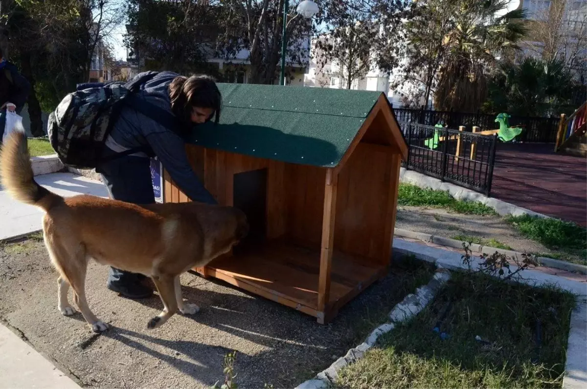 Kuşadası Belediyesi yeni yılda sokak hayvanlarını unutmadı