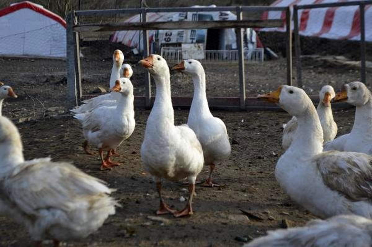 Mühendis, okuduğu haberlerden etkilenip kaz çiftliği kurdu