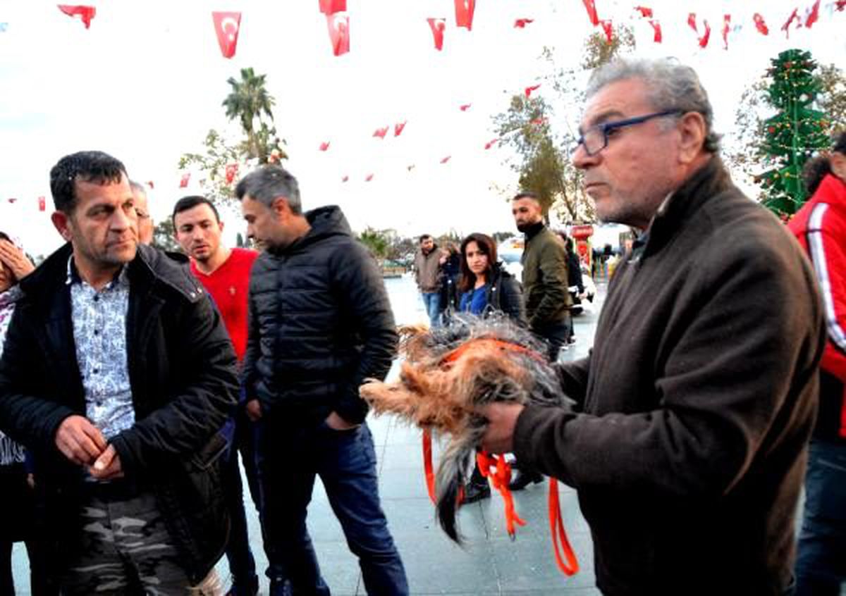 Sokak köpeği süs köpeğini parçaladı