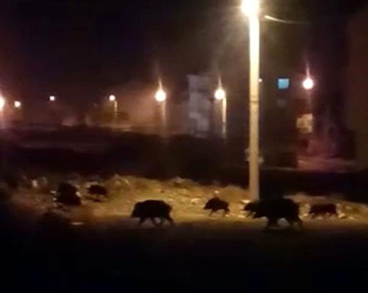 Aç kalan domuz sürüsü şehre indi