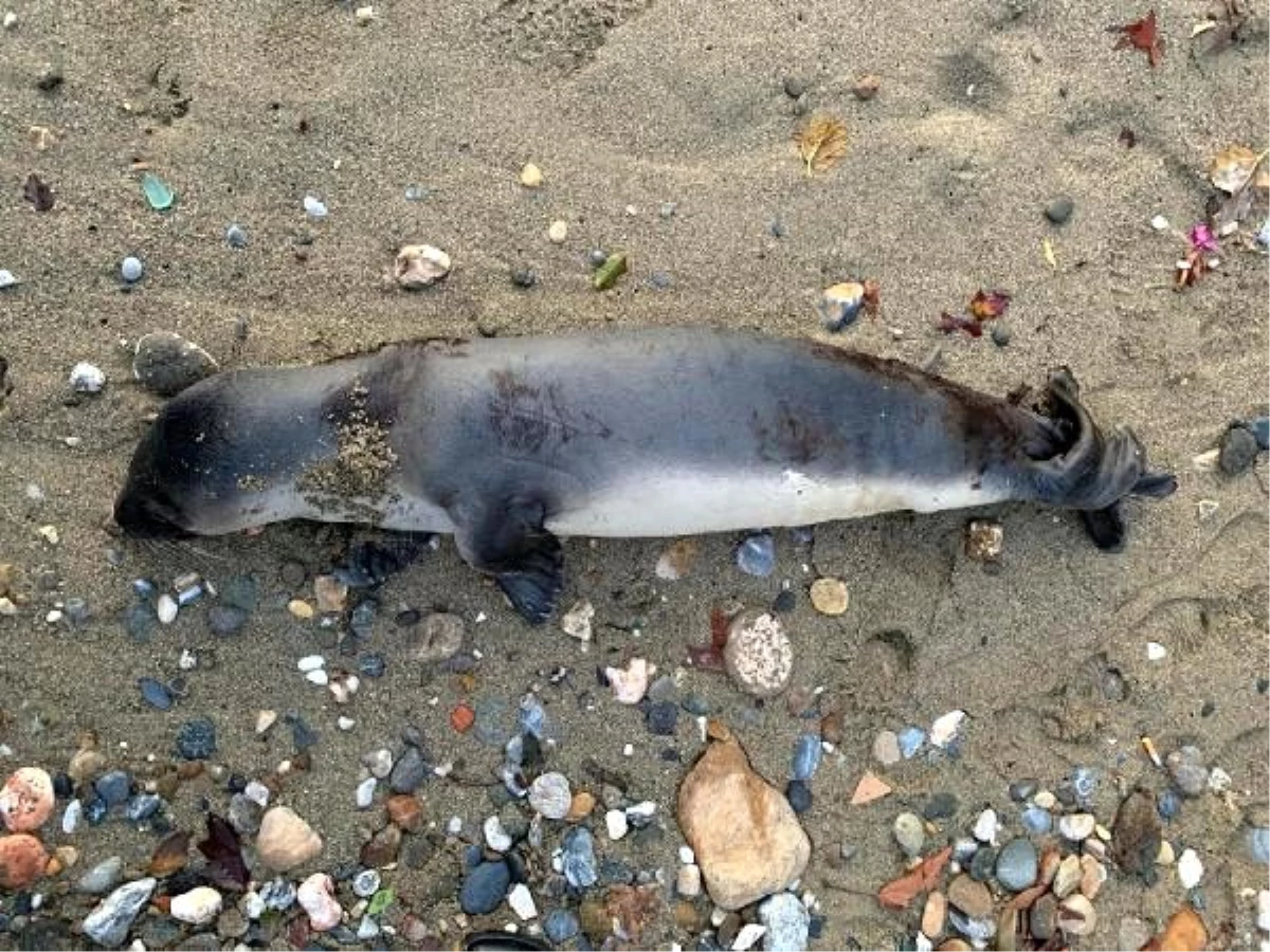 Akdeniz foku ölüsü, sahile vurdu