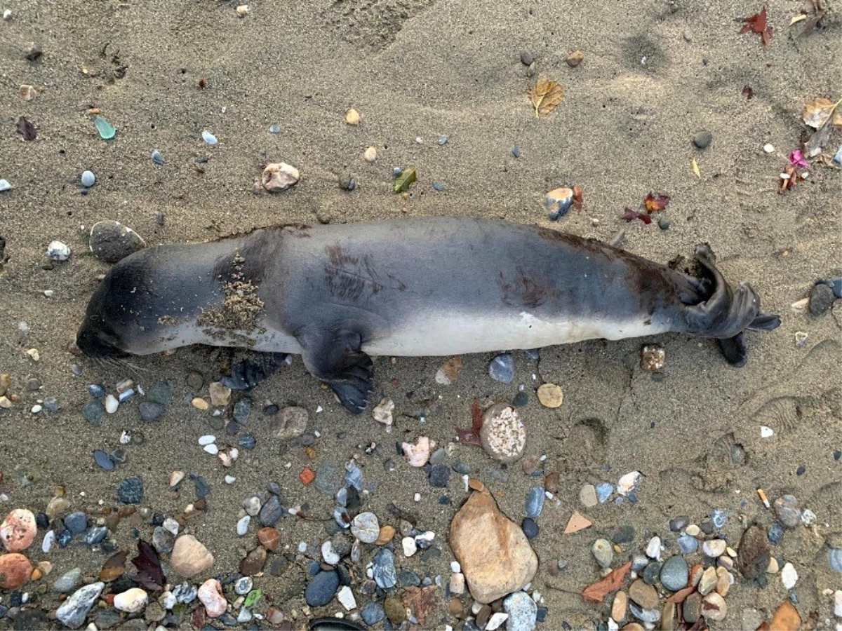 Alanya\'da sahile ölü yavru Akdeniz foku vurdu