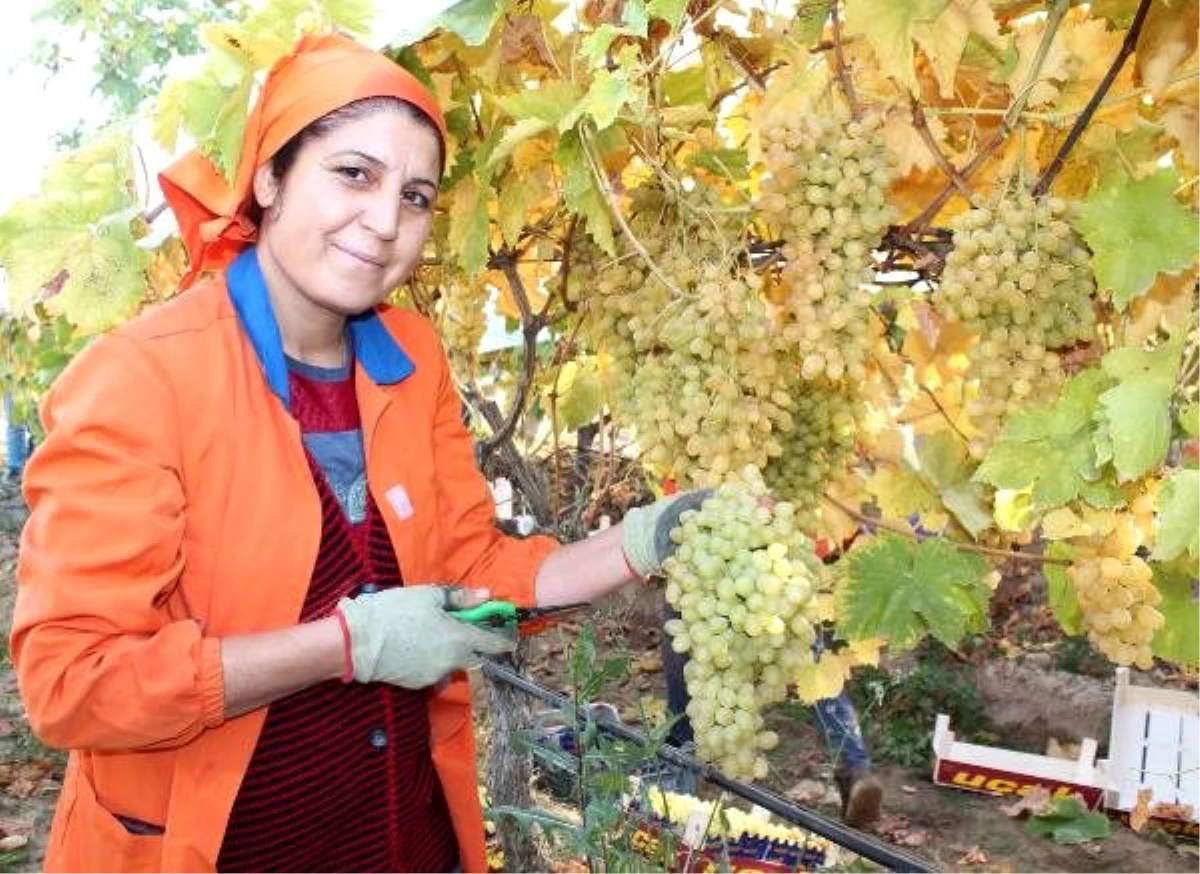 Alaşehir\'de tarımsal ürün ihracatında sevindiren artış