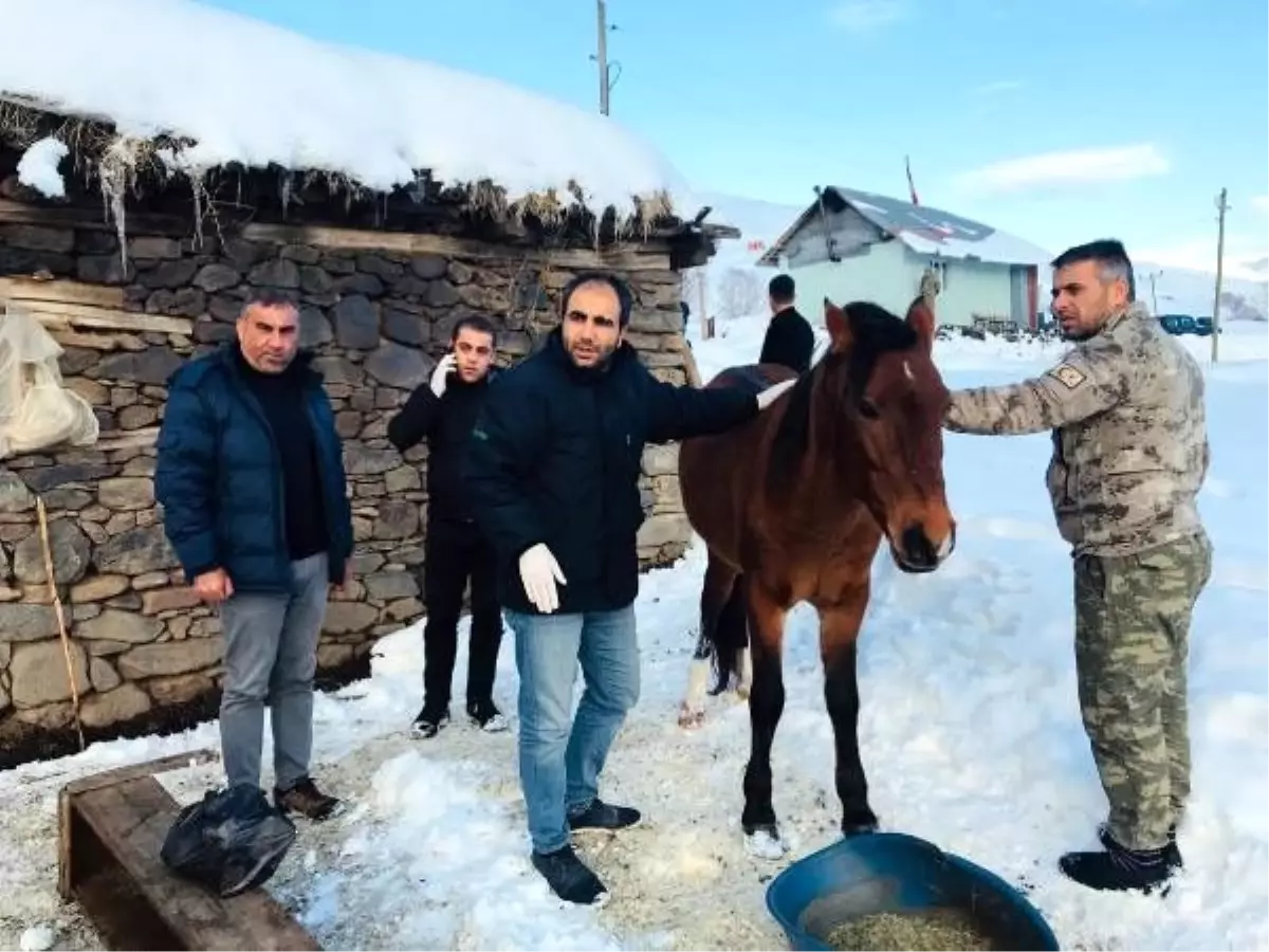 Ayağı kırık at için ekipler seferber oldu