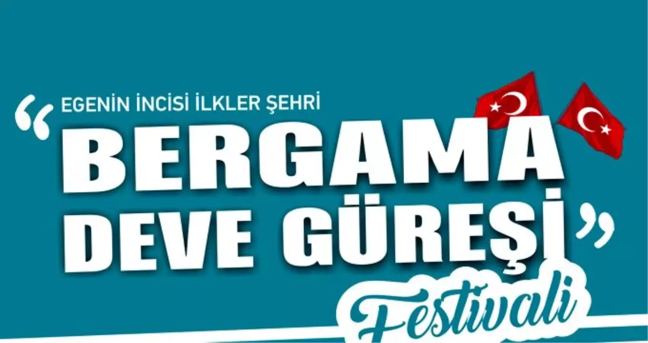 Bergama Deve Güreşi Festivali\'ne hazırlanıyor