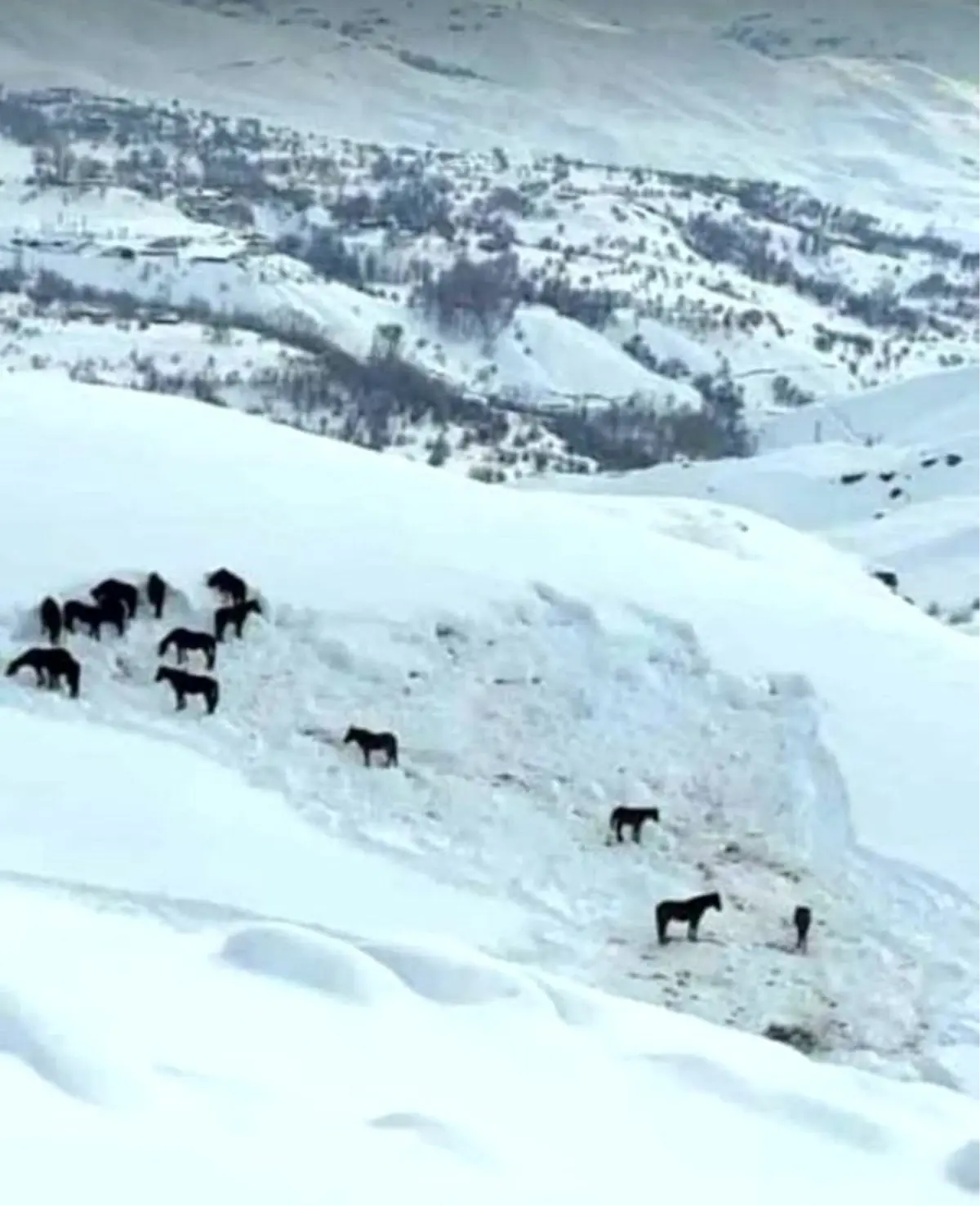 Hakkari\'de at sürüsü ölüme terk edildi