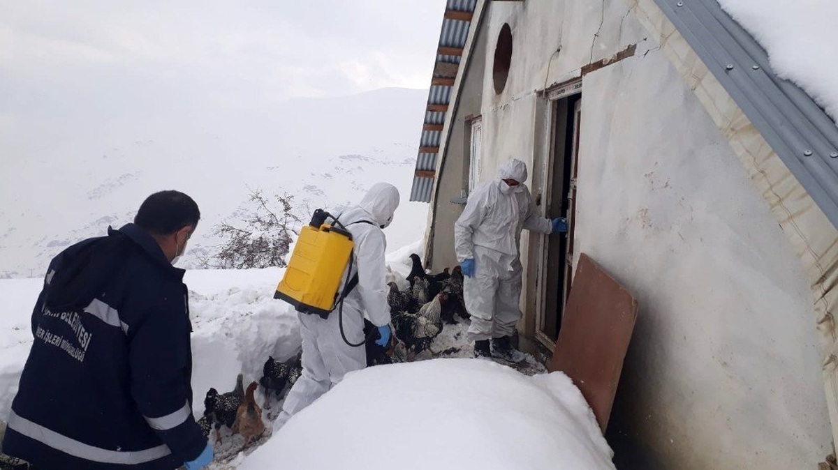 Hakkari\'de tavuk çiftlikleri ilaçlandı